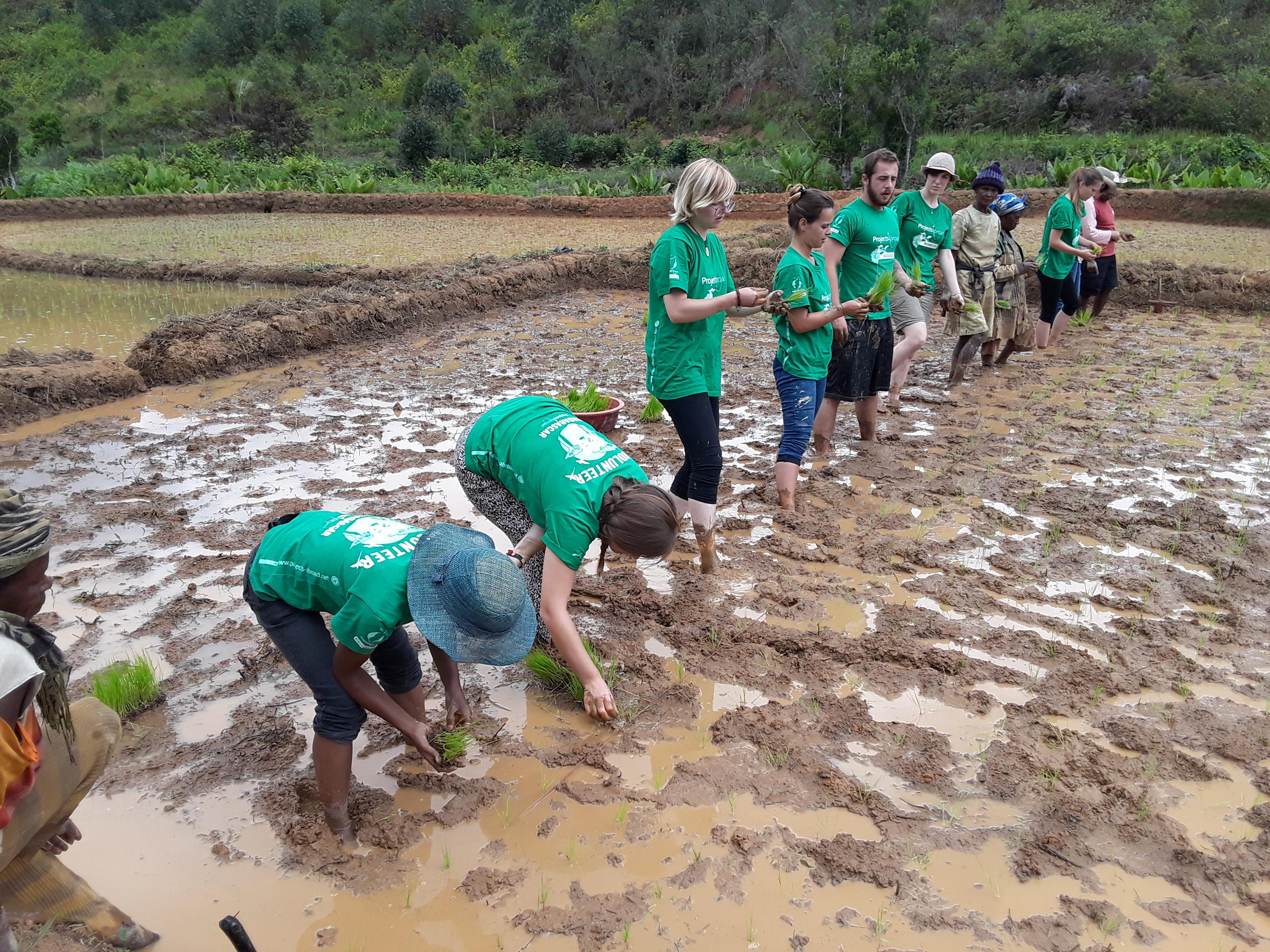 Volunteers help with planting rice on Projects Abroad's Conservation placement in Madagascar for high school students High school student volunteers help local farmers plant rice and promote rainforest conservation in Madagascar